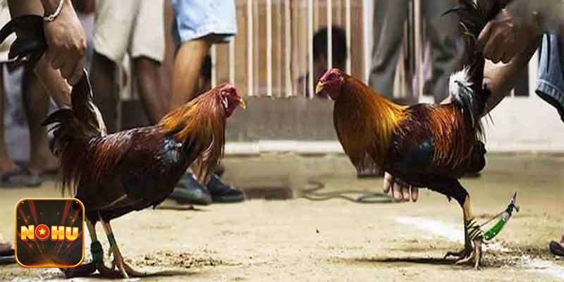 Đá Gà Cựa Sắt - Văn hóa và sức hút của bộ môn