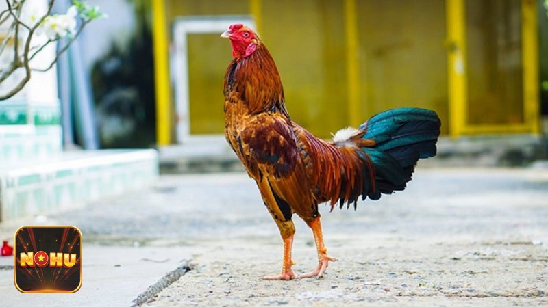 Đá Gà Cựa Sắt - Phân loại hạng cân chiến kê